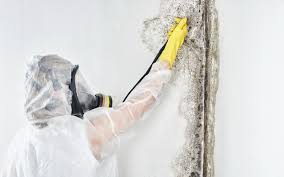 Mold Removal & Remediation